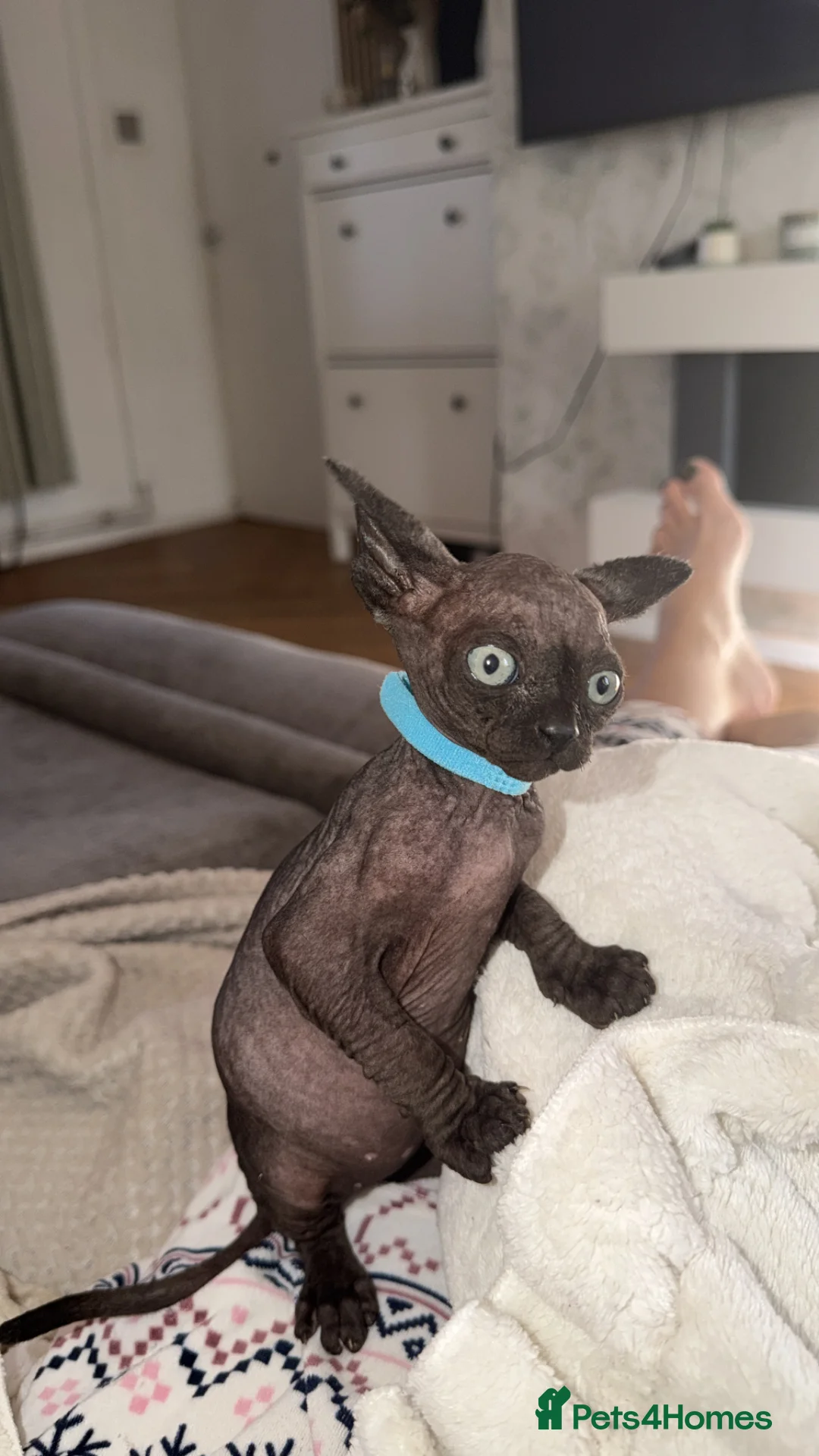 Sphynx cats for sale: 3 beautiful black male Sphynx kittens - Advert 1