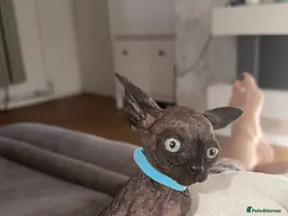 Sphynx cats 3 beautiful black male Sphynx kittens - Advert 7