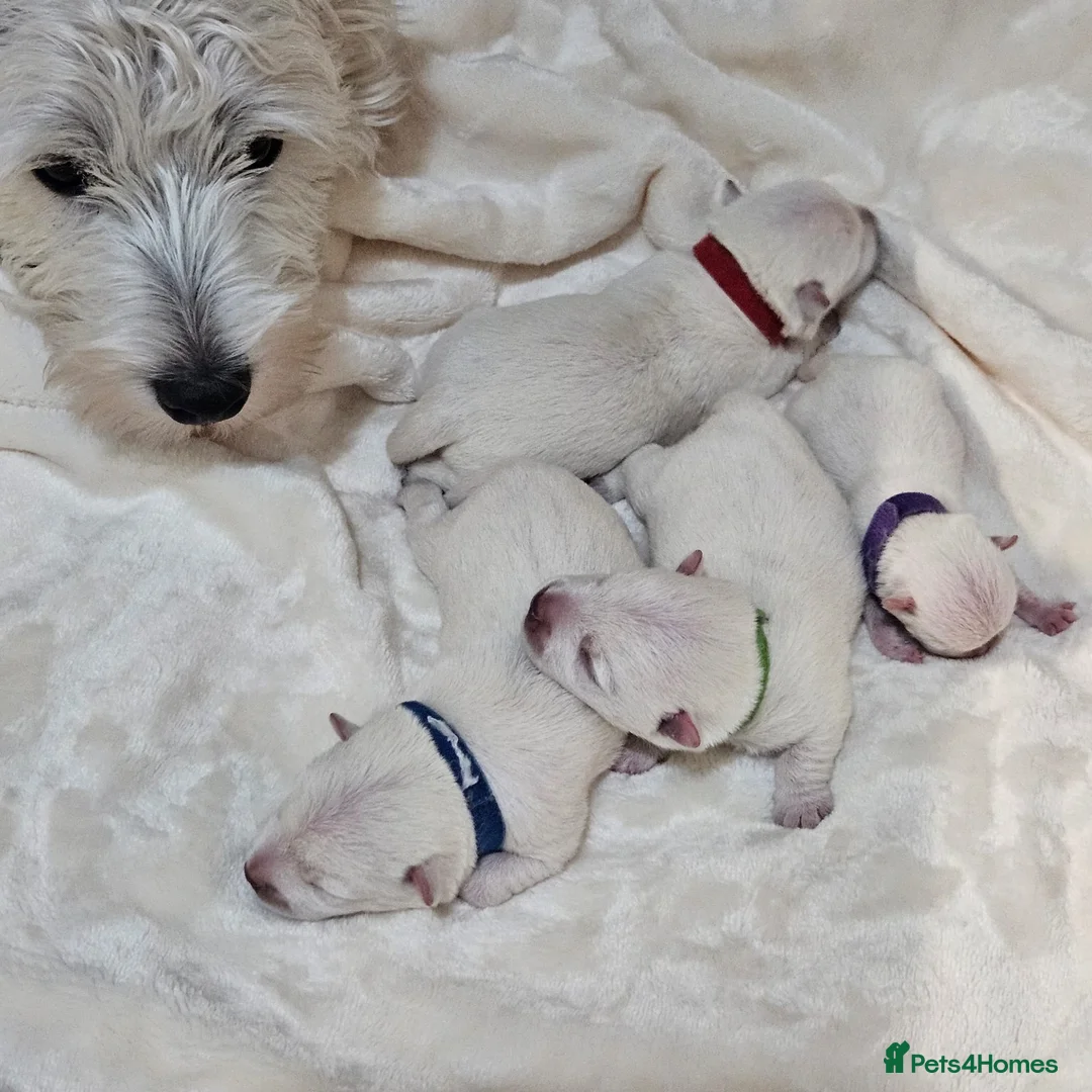 West Highland Terrier dogs for stud: Kennel registered westie for stud in Hounslow - Advert 7