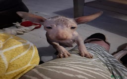 Mexican Hairless dogs for sale: Beautiful little boy 18week old - Image 2