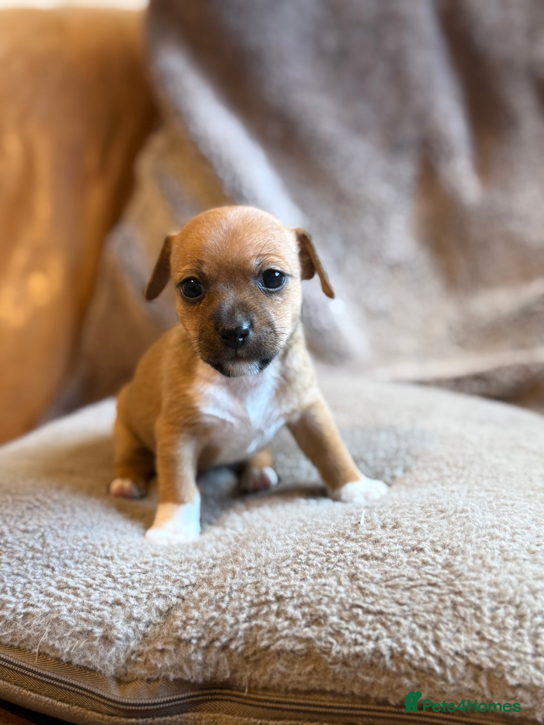 Jack Russell dogs for sale: Mini Jack Russell Terrier puppies  - Advert 6