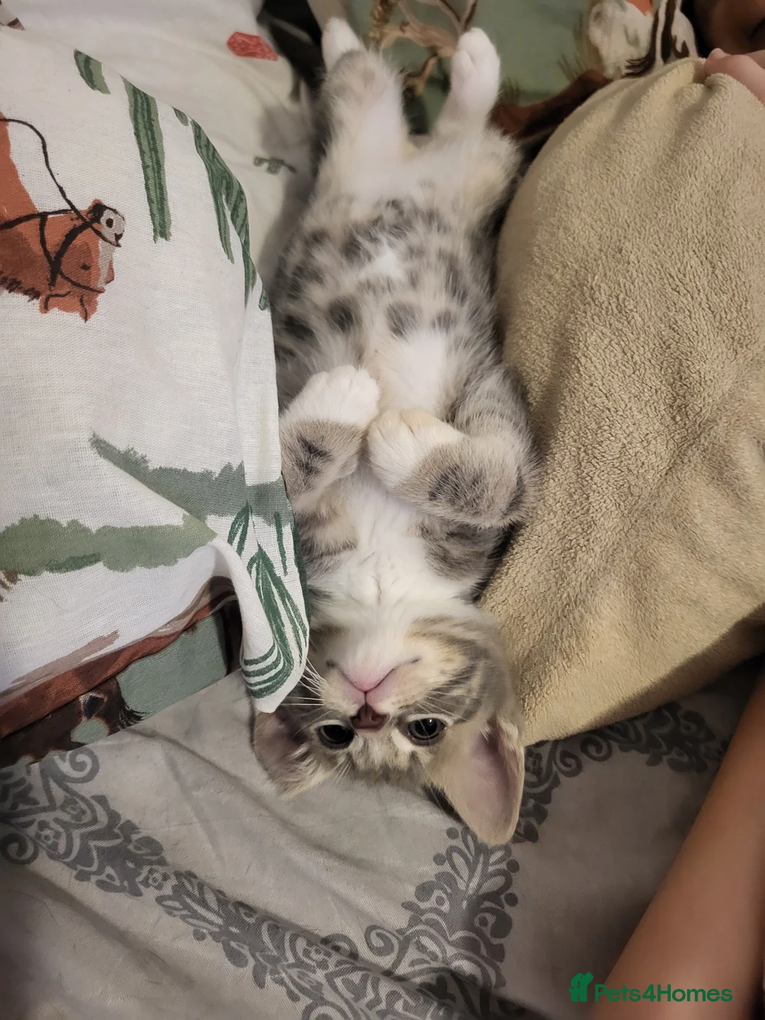 Mixed Breed cats for sale: Beautiful male kitten  - Advert 2