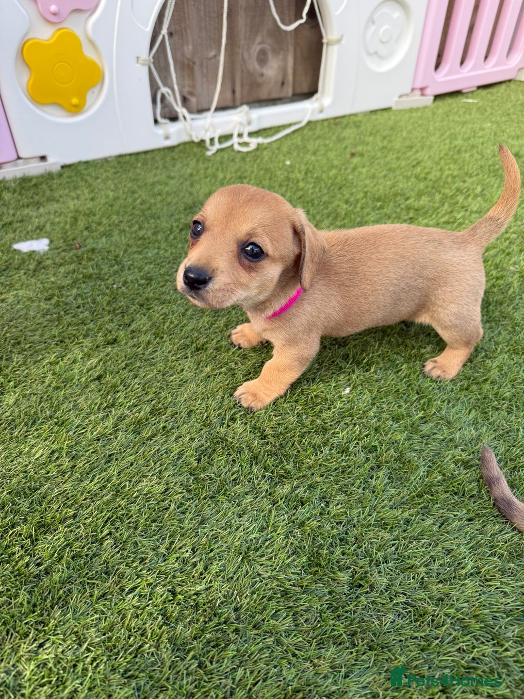 Mixed Breed dogs for sale: 7 beautiful jackshund puppies for sale - Image 3