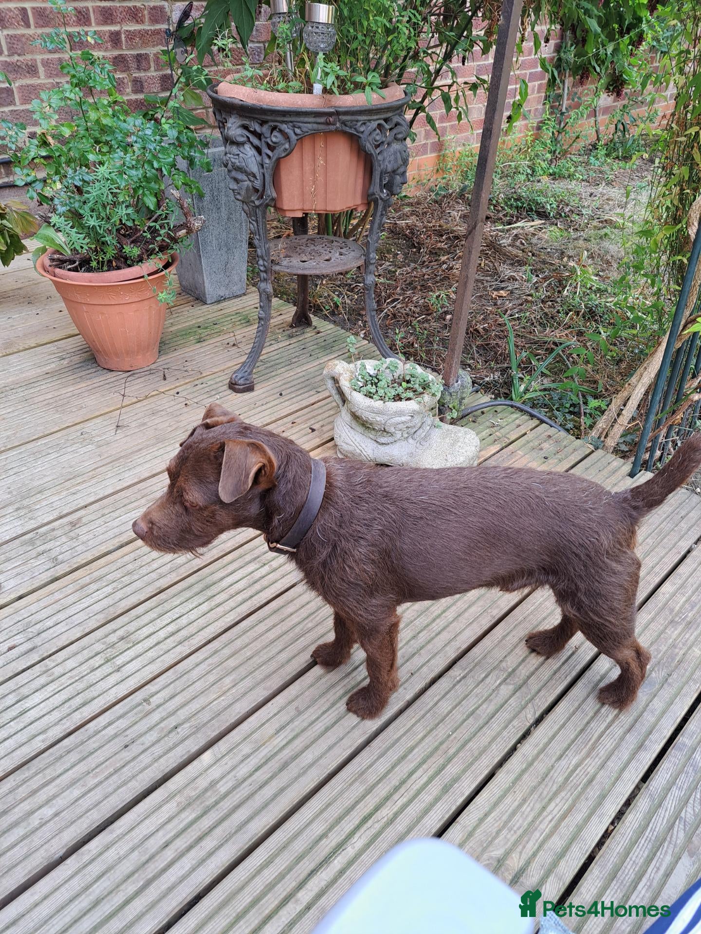 Patterdale Terrier dogs Vinnie up for stud proven - Advert 3