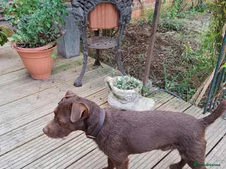 Patterdale Terrier dogs Vinnie up for stud proven - Advert 3