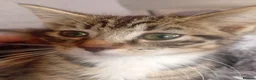 Mixed Breed cats for adoption: Sweet kittens looking for their forever homes - Advert 2
