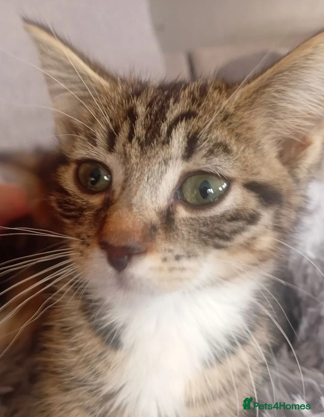 Mixed Breed cats for adoption: Sweet kittens looking for their forever homes - Advert 2