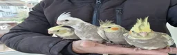 Cockatiels birds for sale: Super hand tamed baby cockatiels  - Advert 16