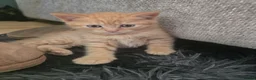 British Shorthair cats for sale: British shorthair kitten - Advert 4