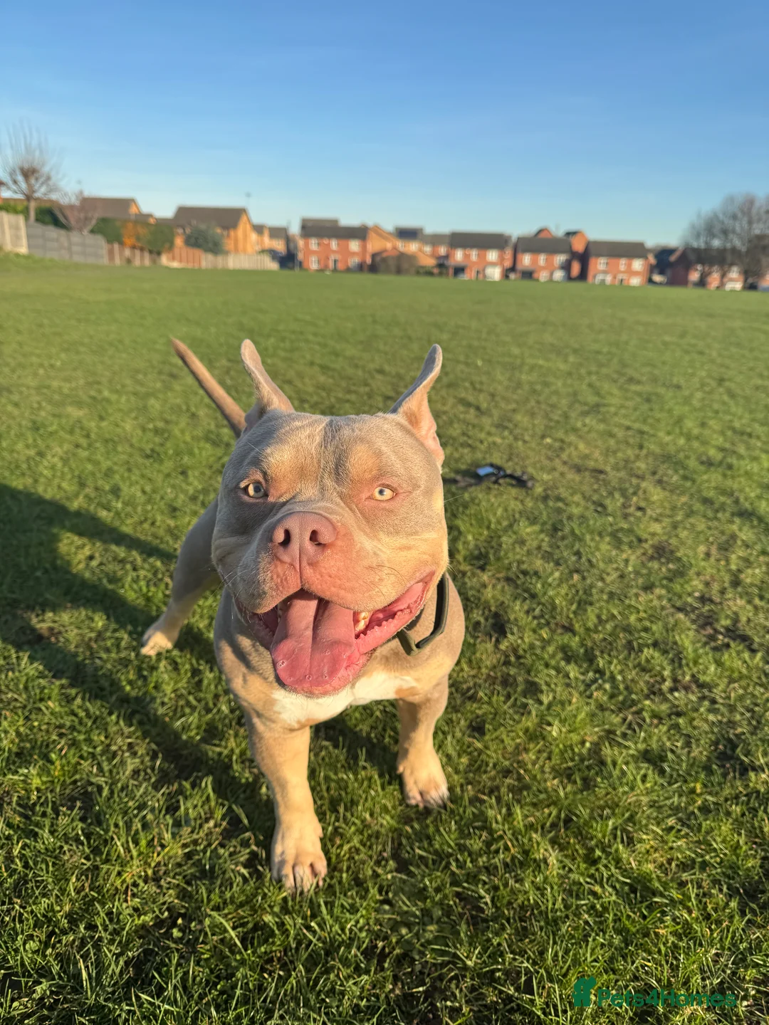 American Bully dogs for stud: BUGZY THE AMERICAN BULLY  - Advert 2