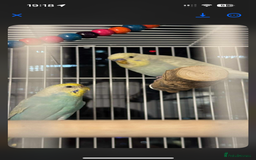 Budgerigars birds for sale: Beautiful budgerigar cock - Advert 3