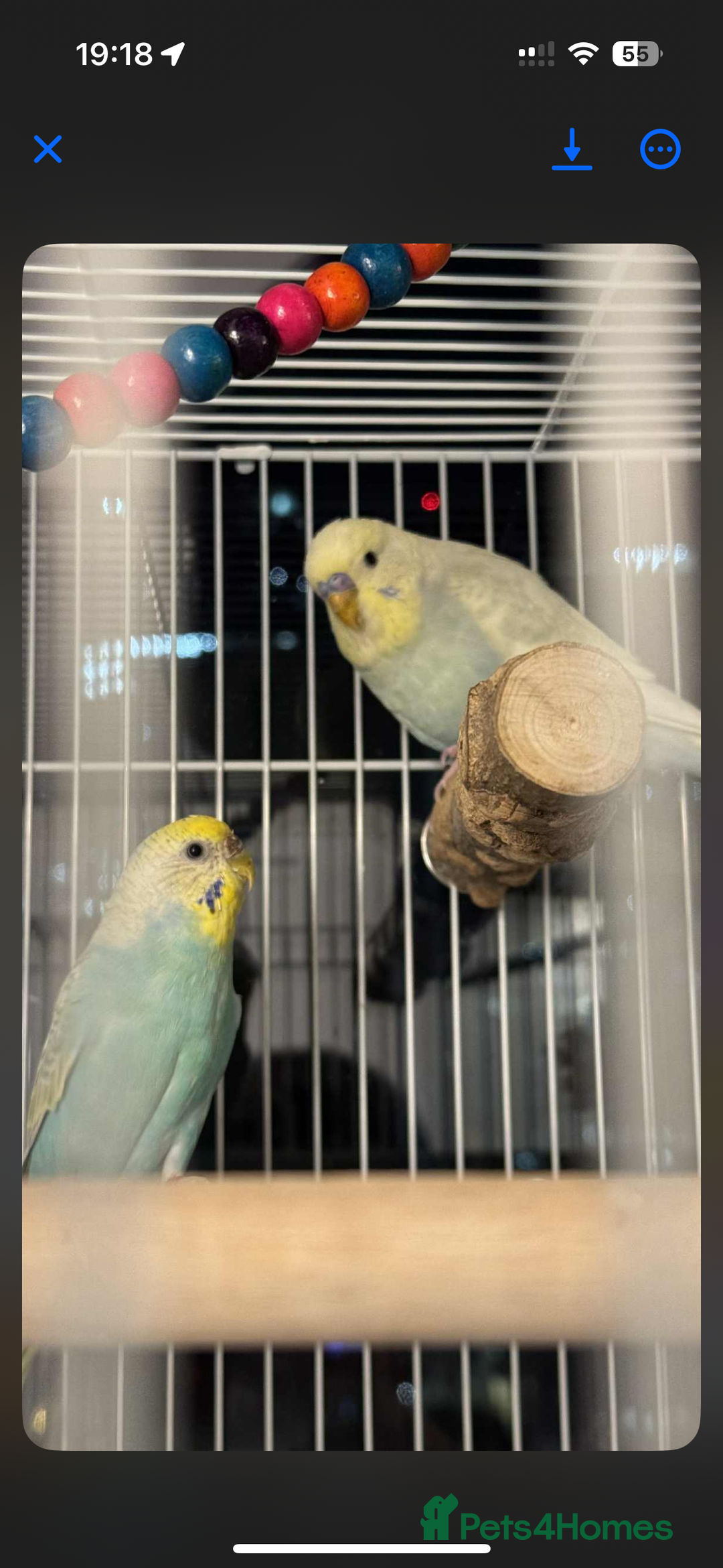 Budgerigars birds for sale: Beautiful budgerigar cock - Advert 3