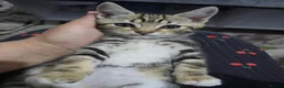 Mixed Breed cats for sale: kittens ready to go - Advert 3