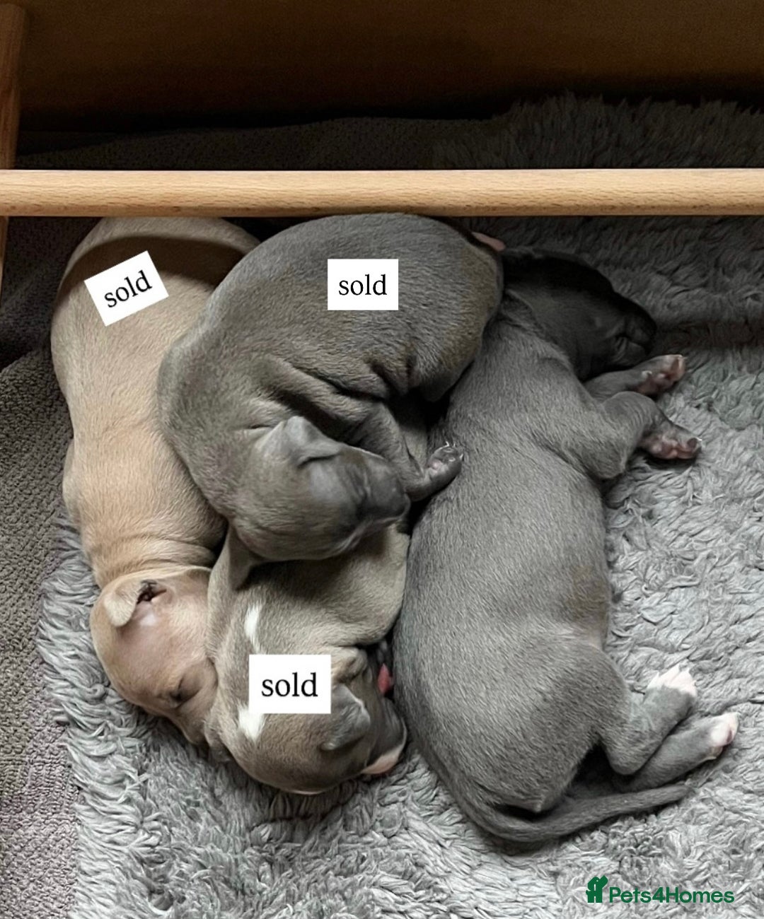 Italian Greyhound dogs for sale: 1 Italian Greyhound Puppy Girl / Bitch For Sale! - Image 14