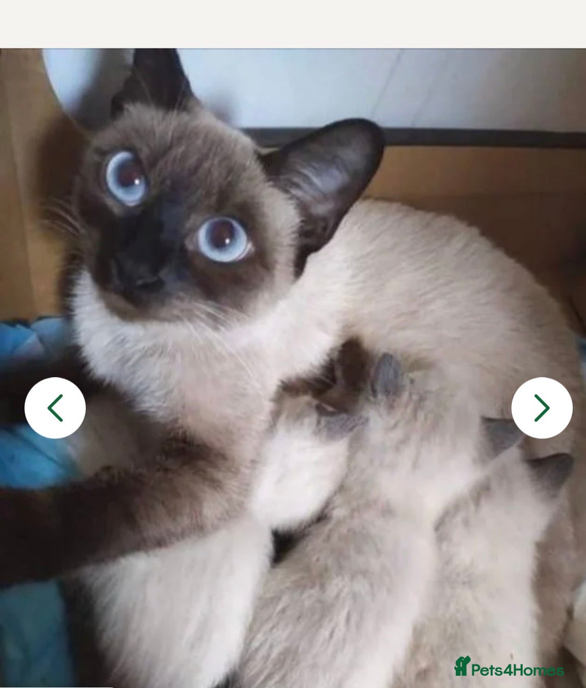 Siamese cats Siamese Blue Point - Advert 2