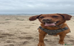Labrador Retriever dogs for sale: 2yr old Fox Red Labrador for rehoming - Image 1