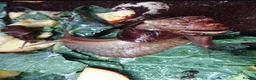 Snails invertebrates for sale: Giant African Land Snails (Lissachatina Fulica) in Norwich - Advert 8