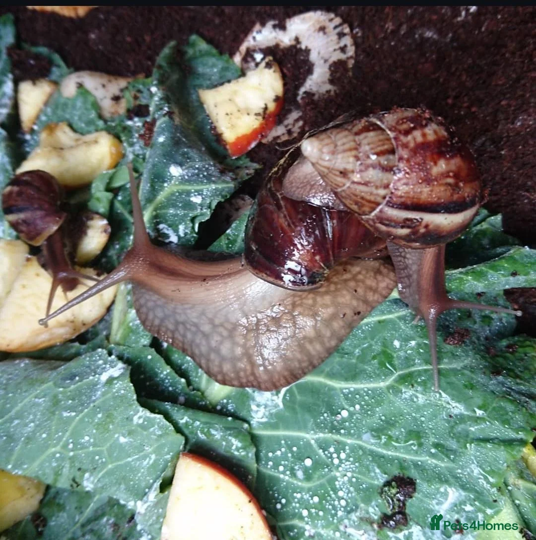 Snails invertebrates for sale: Giant African Land Snails (Lissachatina Fulica) in Norwich - Advert 8
