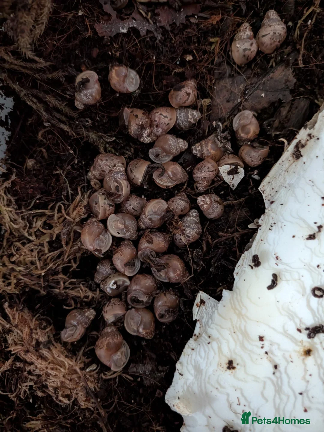 Snails invertebrates for sale: Giant African Land Snails  - Advert 2
