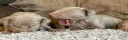 Weimaraner dogs for sale: KC Registered silver Weimaraner puppies in Mold - Advert 7