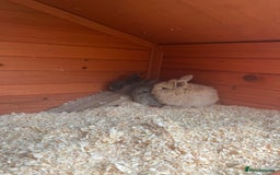 Mini Lop rabbits for sale: A Mix of Mini lop and Mini Lion Lop - Image 17