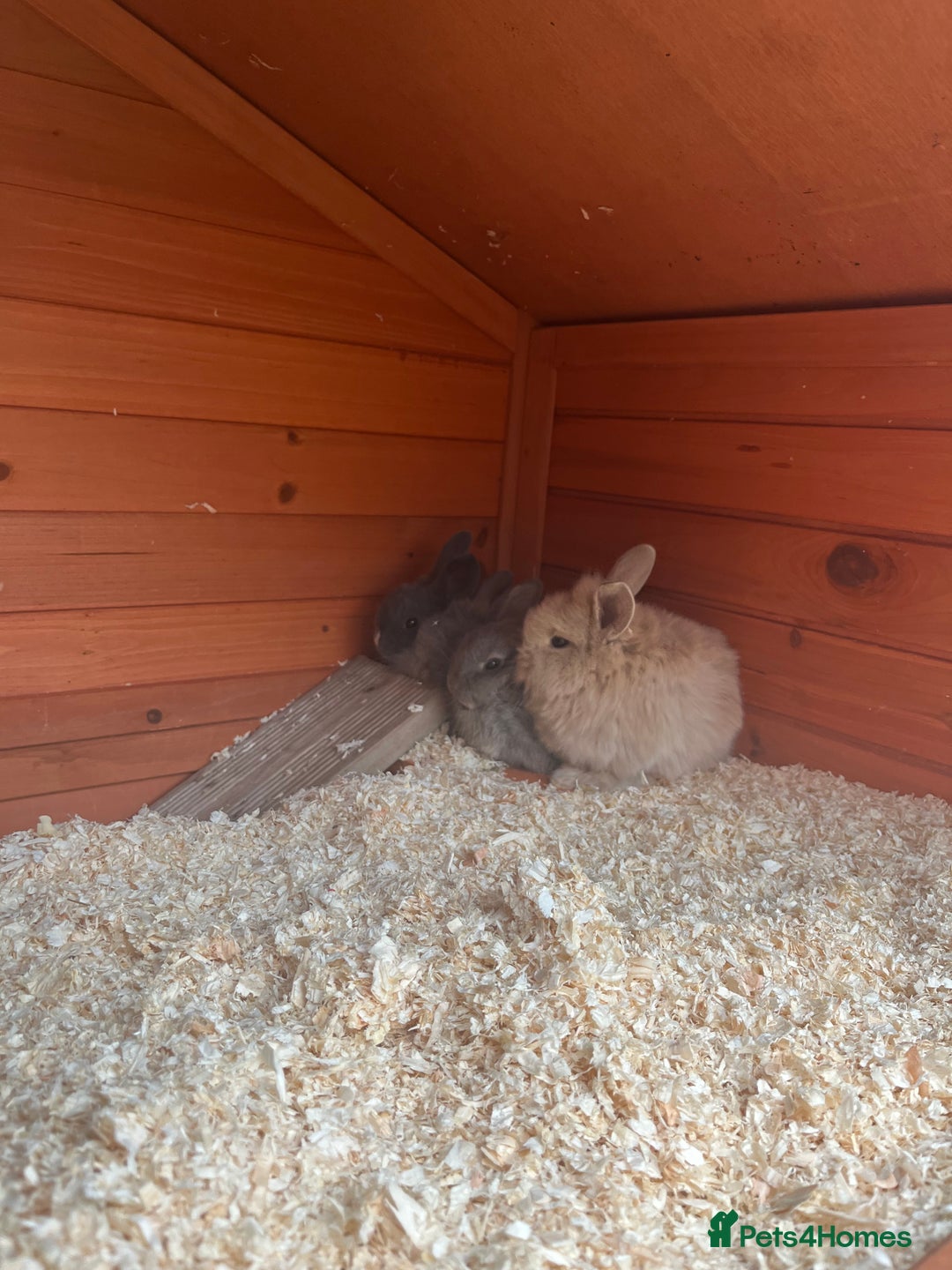 Mini Lop rabbits for sale: A Mix of Mini lop and Mini Lion Lop - Image 17