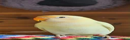 Lovebirds birds for sale: Beautiful colours of 12 week old lovebirds  - Advert 1