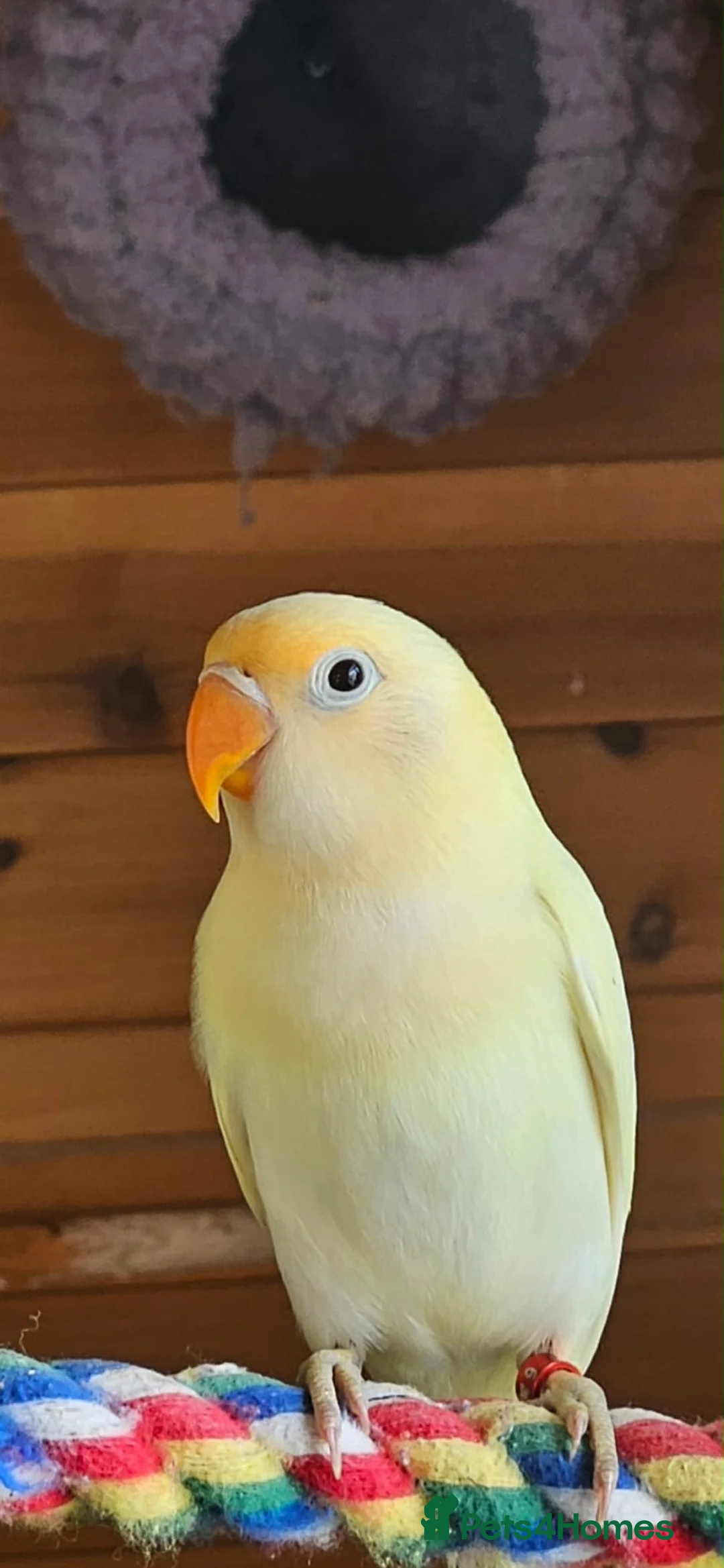 Lovebirds birds for sale: Beautiful colours of 12 week old lovebirds  - Advert 1