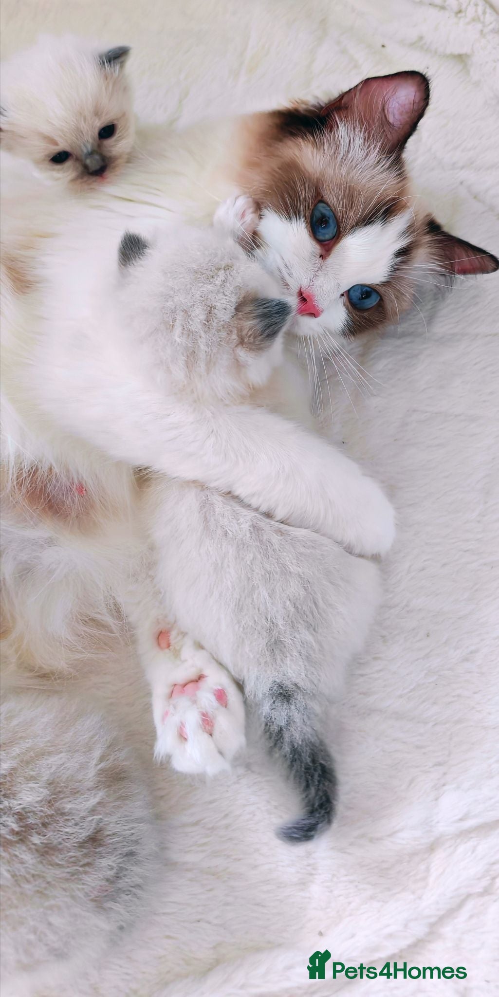 Ragdoll cats Raised with Love, looking for Forever homes - Advert 18