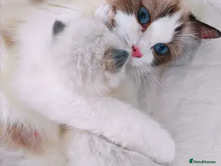 Ragdoll cats Raised with Love, looking for Forever homes - Advert 18