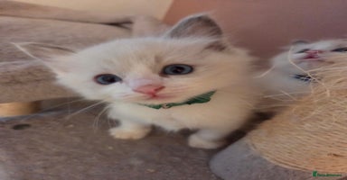 Ragdoll cats - Advert 1