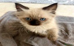 Ragdoll cats for sale: Ready now🧡 Fantastic 4 💛💙pure Ragdoll kittens🩵 - Image 2
