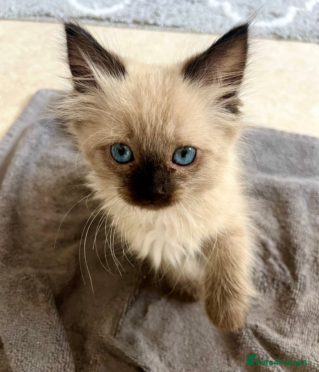 Ragdoll cats for sale: Ready now🧡 Fantastic 4 💛💙pure Ragdoll kittens🩵 - Image 2
