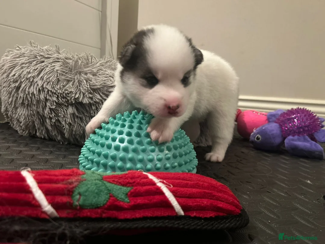 Pomsky dogs for sale: F2 Pomsky Puppies – Luna’s Pride Litter  - Advert 14