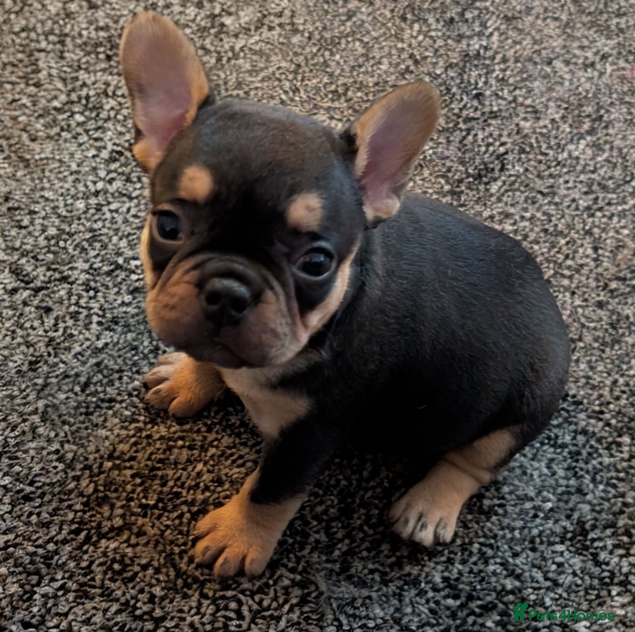 French Bulldog dogs Beautiful French Bulldogs - Advert 10