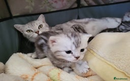 British Shorthair cats for sale: British Shorthair Silver Tabby  - Image 3