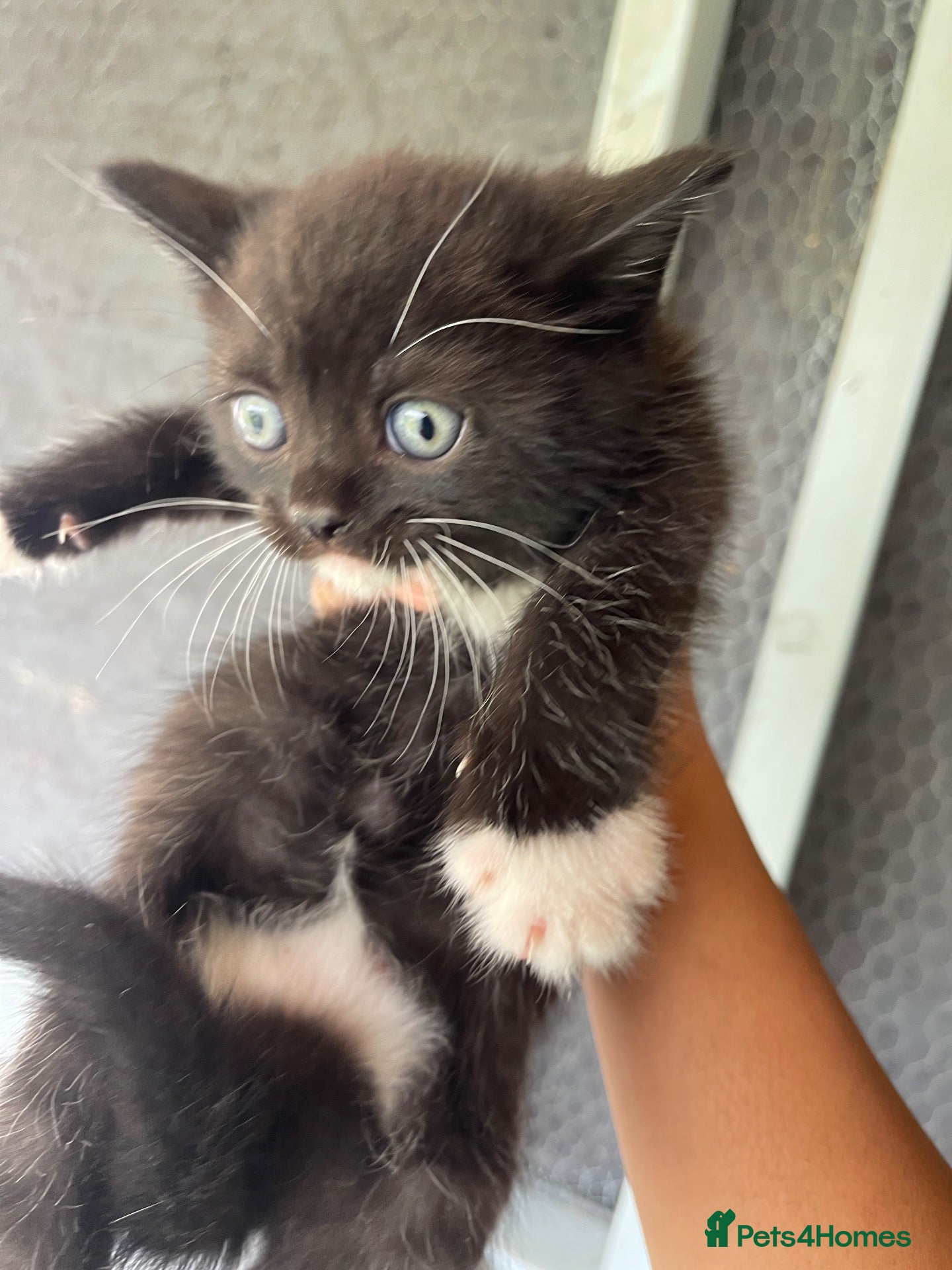 Mixed Breed cats Pure british shorthair Mother kittens - Advert 2