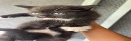 Mixed Breed cats for sale: Pure british shorthair Mother kittens - Advert 17