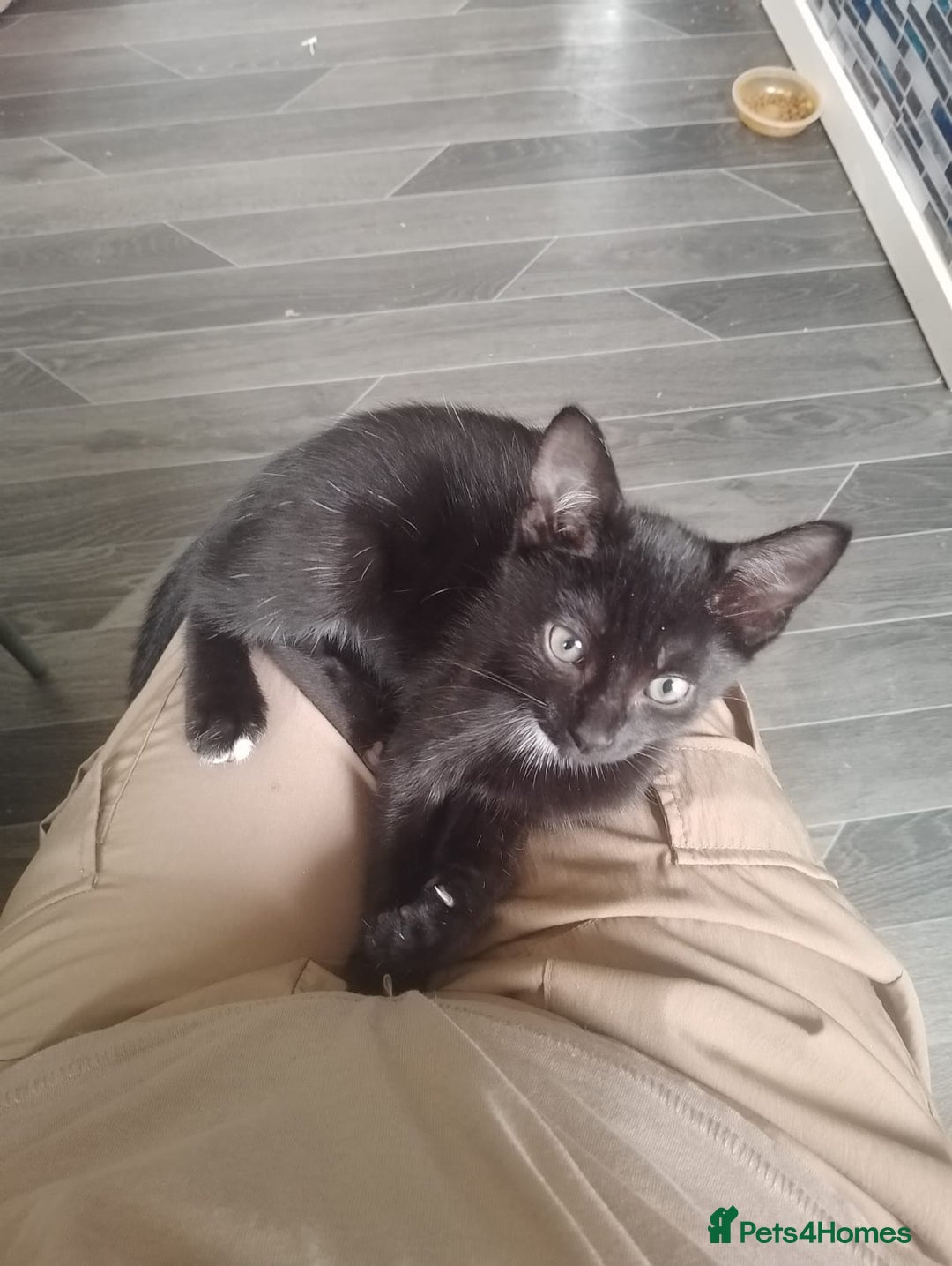 British Shorthair cats for sale: Little boy ready to leave now  - Image 1