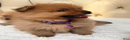 Pomeranian dogs for sale: Fluffy Pomeranian Puppies  - Advert 5