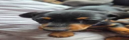 Miniature Dachshund dogs for sale: Miniature Dachshund puppies  - Advert 4
