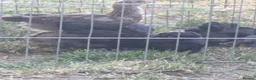 Chickens poultry for sale: 4 bantams and 2 brahmas for sale  - Advert 4