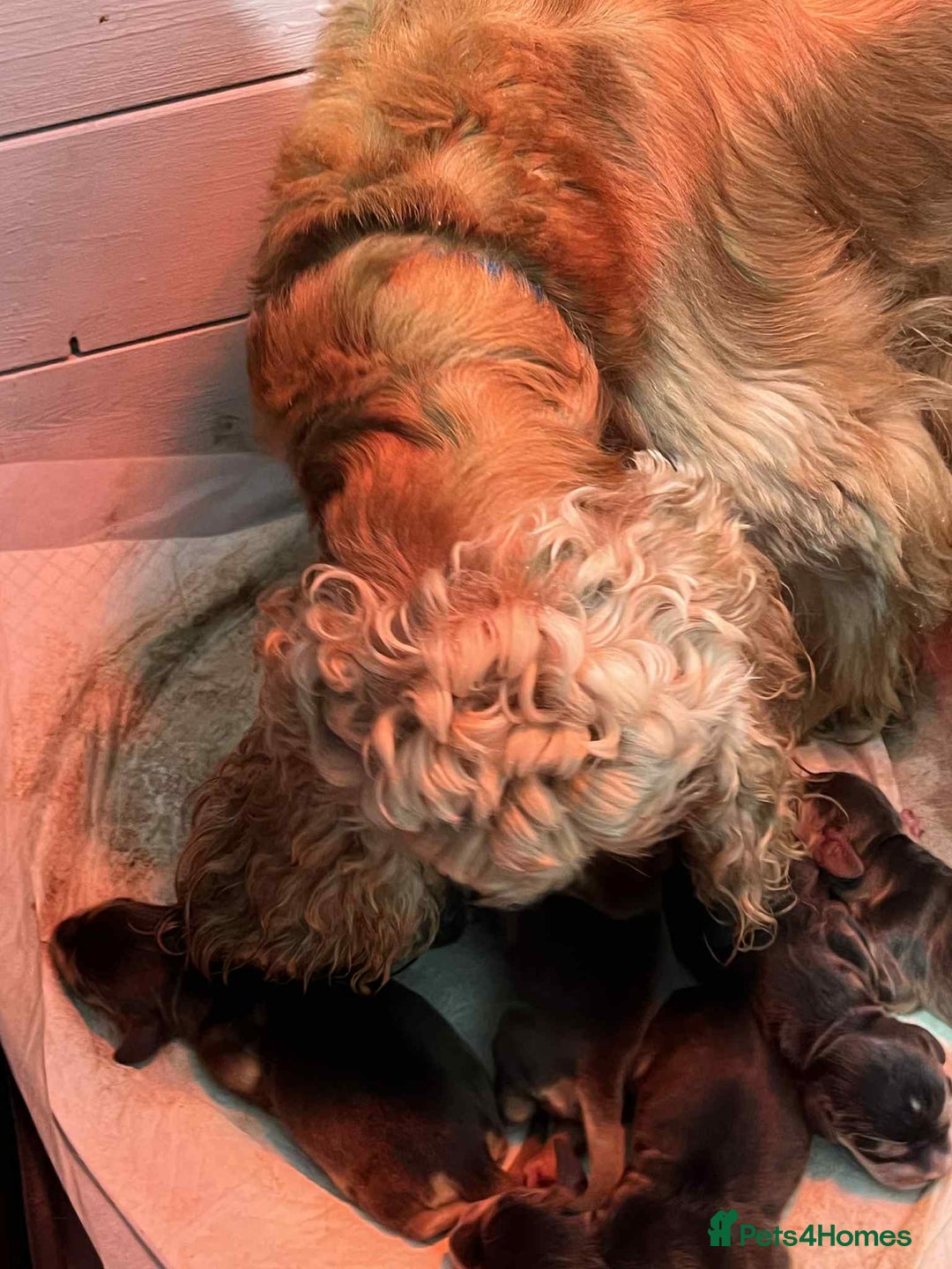 Cocker Spaniel dogs for sale: Show cocker spaniels - Advert 2