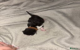 Domestic Shorthair cats for sale: Kittens for sale  - Image 10
