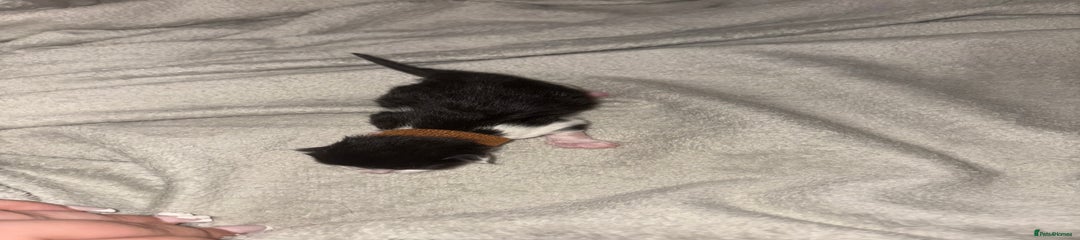 Domestic Shorthair Kitten 1