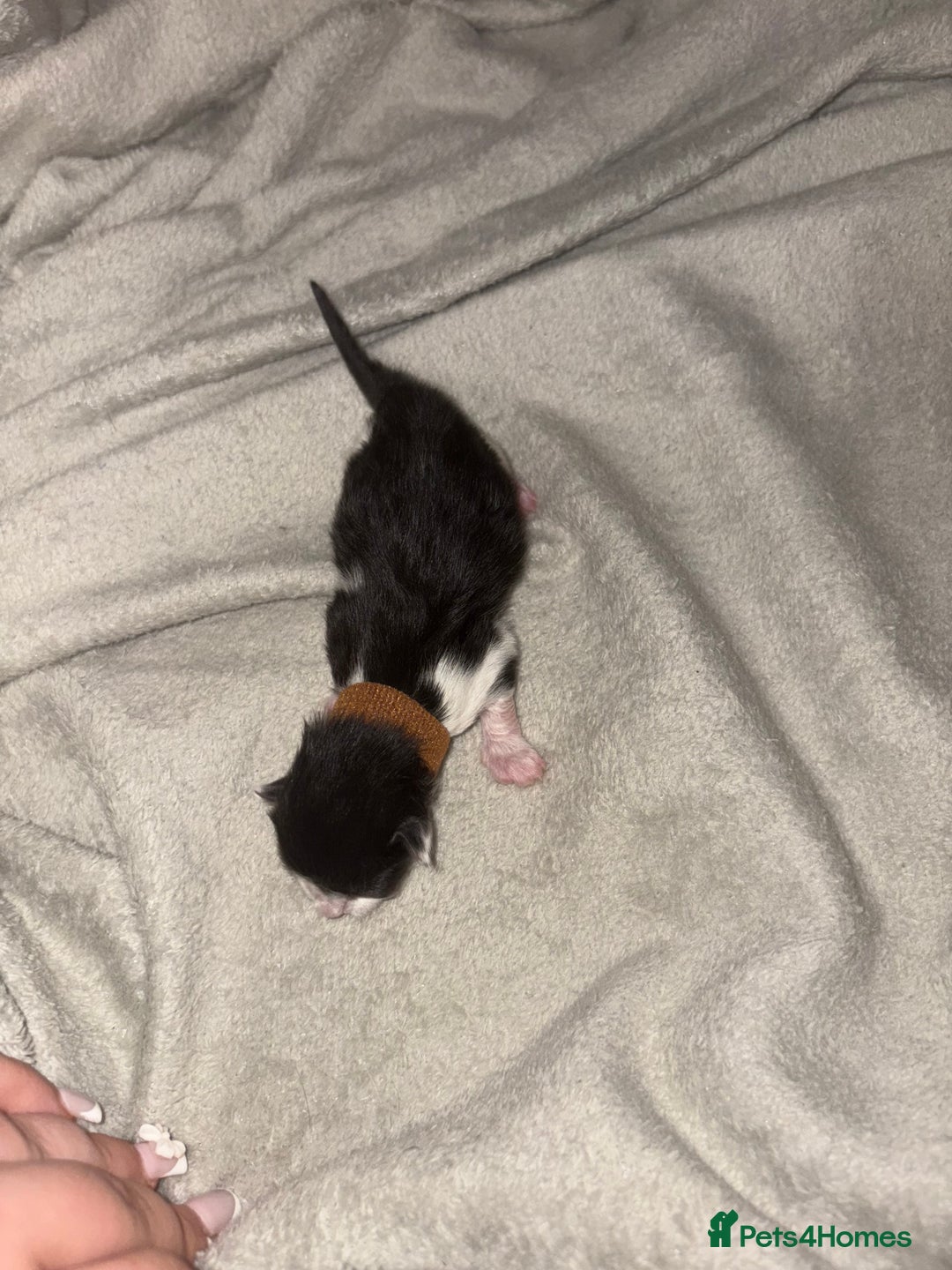 Domestic Shorthair cats for sale: Kittens for sale  - Image 10