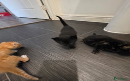 Mixed Breed cats for sale: Kittens for sale - Image 3
