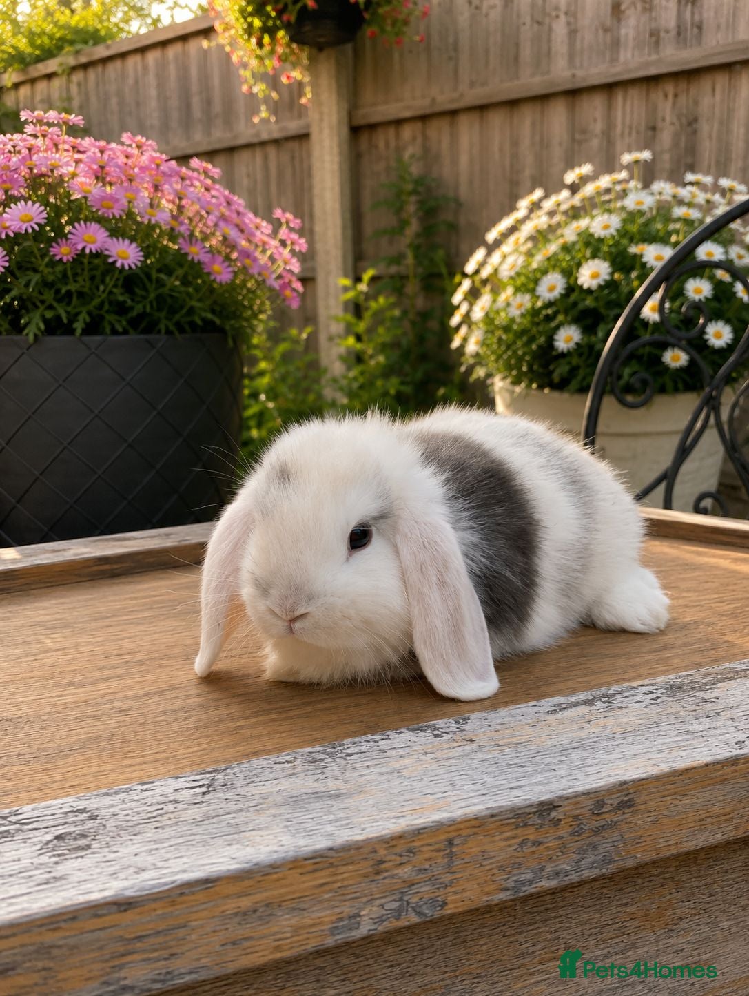 Mini Lop rabbits Minilop bunnies  - Advert 2