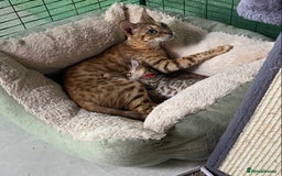 Bengal cats for sale: Health Tested TICA 🩷Bengal female kittens  - Image 7