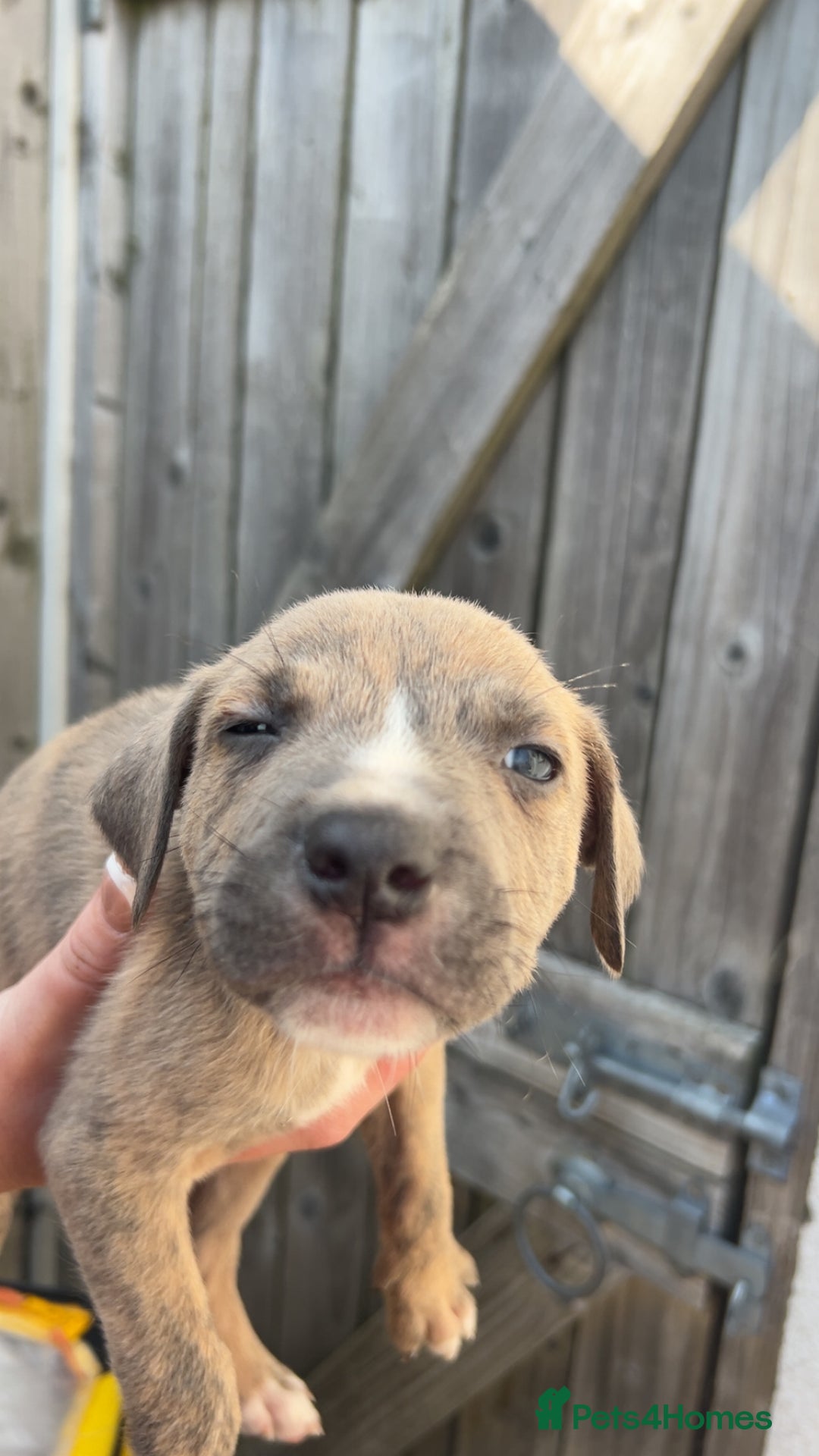 Mixed Breed dogs for sale: Outstanding terrier cross (bull Wheaton greyhound) - Image 5